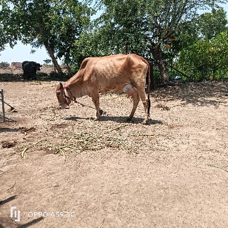 હોડકી વેચવાની છે સોજી છે