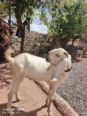 બકરો બે વર્ષનો છે