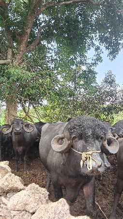 પાડો વેચવાનો છે
એક લાખ રૂપિયા કિંમત