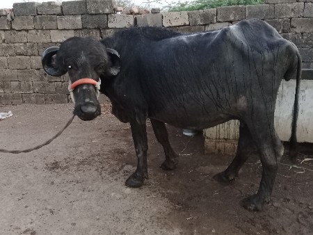લેવા માટે જ ફોન કે મેસેજ કરવો