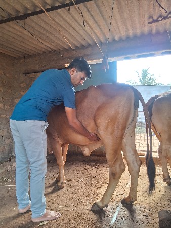 ગાય વેચવાની છે