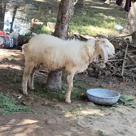 ઘેટો વેચવાનું છે