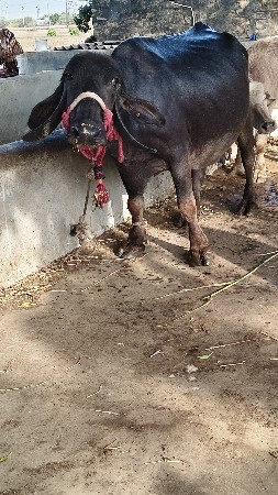 ભેંસ વેસવા ની સે