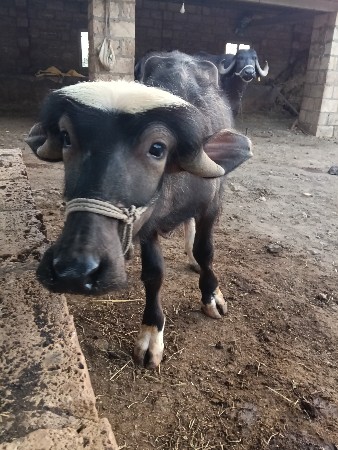 પાડો વેચવાનો છે
