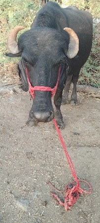 ખડાઈ વેચવાની છે