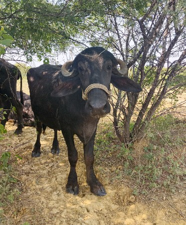 ખડેલી