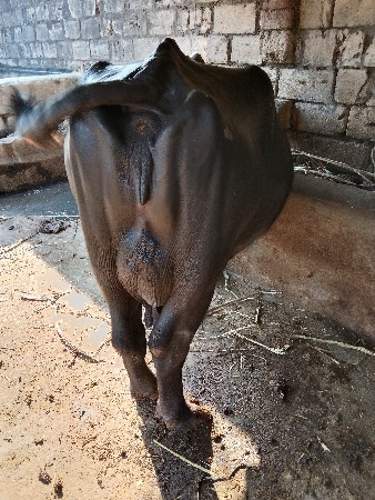 આ ભેંસ વેચવાની છે તાજીવાય ગયેલી
