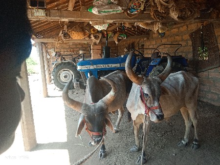 આ ગોઢલા વેચવાના છે