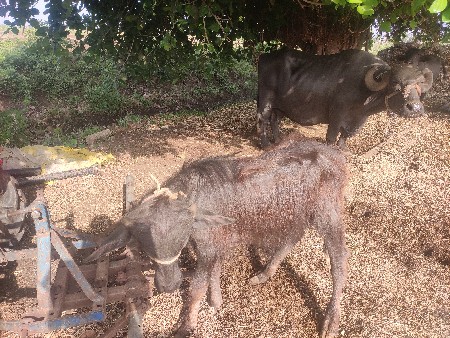 પાડો વેચવાનો છે