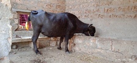 ભેંસ વેચવાની છે