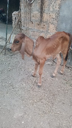 ગાય વેચવાની છે