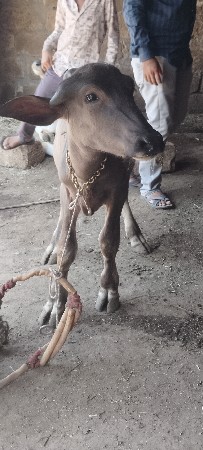 પાડો વેચવાનો છે
