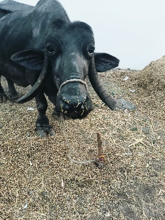 ભેંસ વેચવાની છે