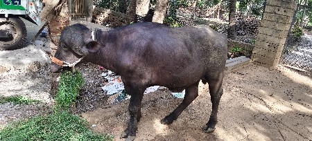 pado