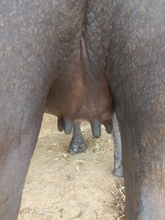 ખરેડી વેચવાની છે