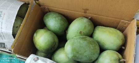 કેસર કેરી જેવી હોઈએ કોન્ટેક્ટ કરે ન