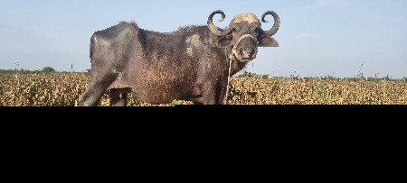 mo.7096160724
