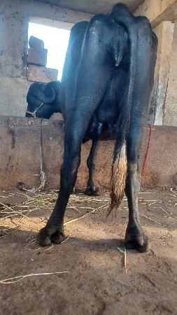 ભેંસ વેચવાની છે