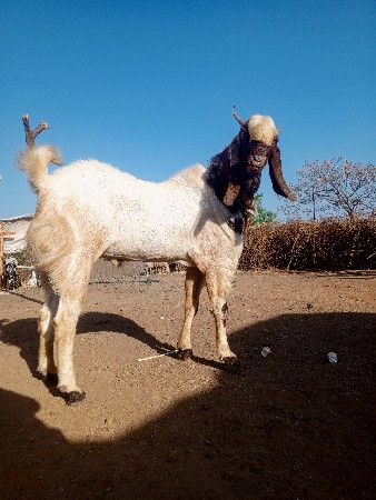 વેચવાનું છે