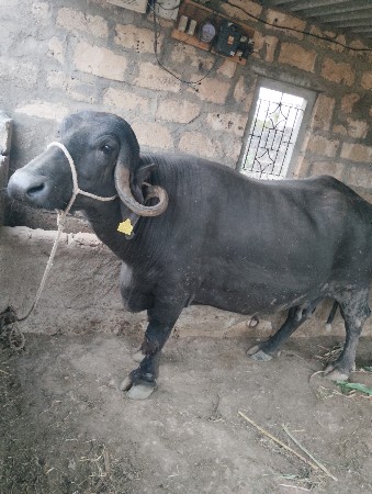 તીજુ વેતર