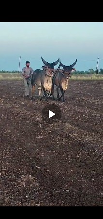ગોધલાવેચવાનાજેજરસીગાયવેચવાનીછે