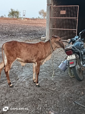 ગીર વચડી