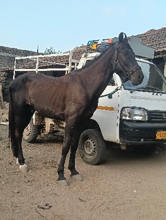 ધોડો વેસવાનો છે