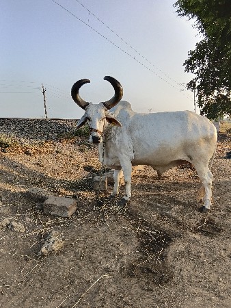 બળદ વેચવાનો છે
