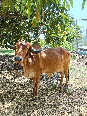 ગાય વેચવાની છે