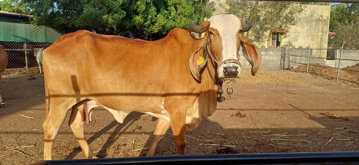 બીજું વેતર