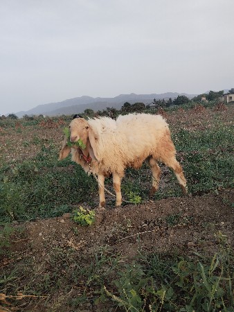 ઘેટાં વેચવાના છે.