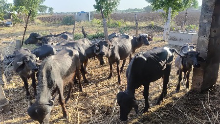 દશ