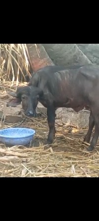 બે પાડા વેચવાના છે ગીર સોમનાથ