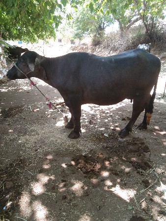ભેંસ વેચવાની છે.