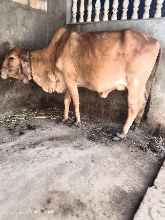 ગીર હોડકી વેચવાની છે