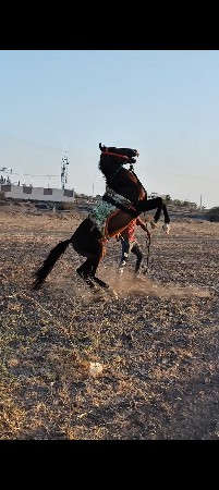 ઘોડો