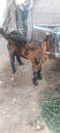 બોકડો