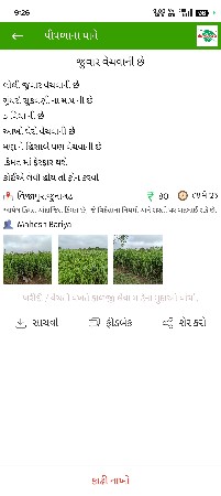 જુવાર વેચવાની છે