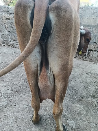દેસી ગાય વેસવા ની છે