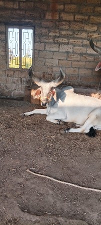 એક વાવણી વાવેલ છે.