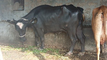 ભેશ વેચવાની છે