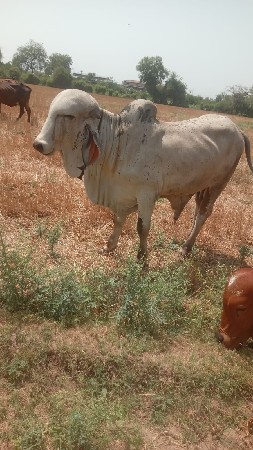 gir ,bull