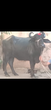 ભેંસ વેચવાનું છે