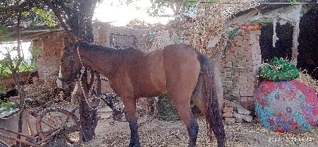 ઘોડી લેવાની છે