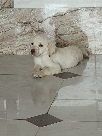 leb qwality female puppy