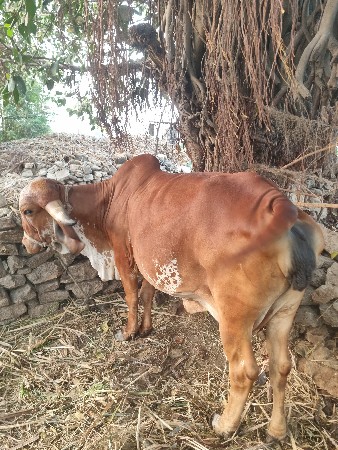 ગીર ગાય વેચવા ની છે