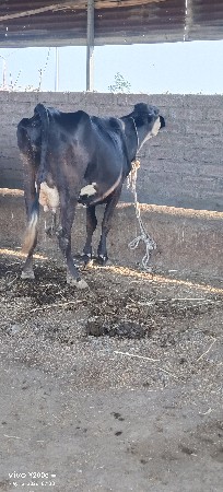 જર્સી