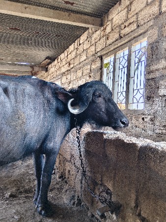 પાડી વેચવાની છે