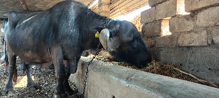 ભેંસ વેચવાની