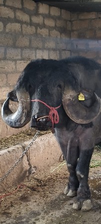 પાડો વેચવાનો છે